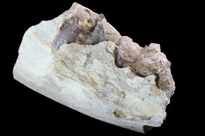 Hyracodon (Running Rhino) Jaw Section - South Dakota #80158